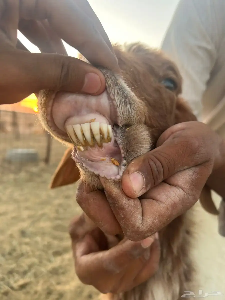 نعيمة 4