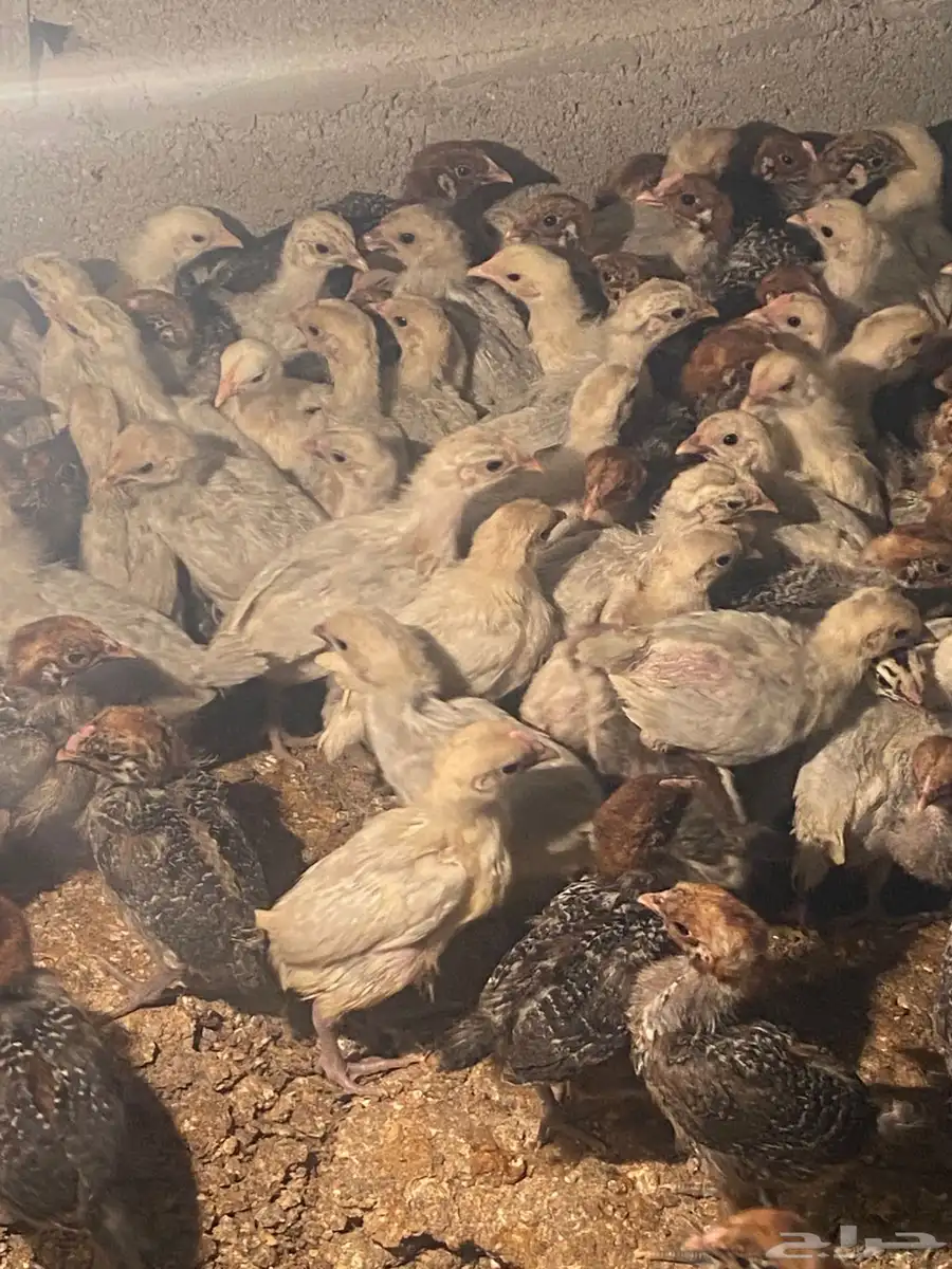 دجاج فيومي عمره فوق الشهرين العدد مفتوح 2