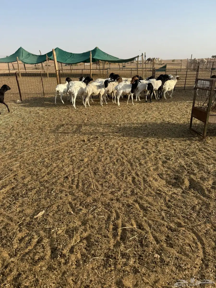 بربريات جذعات ولامانع تفريد 4