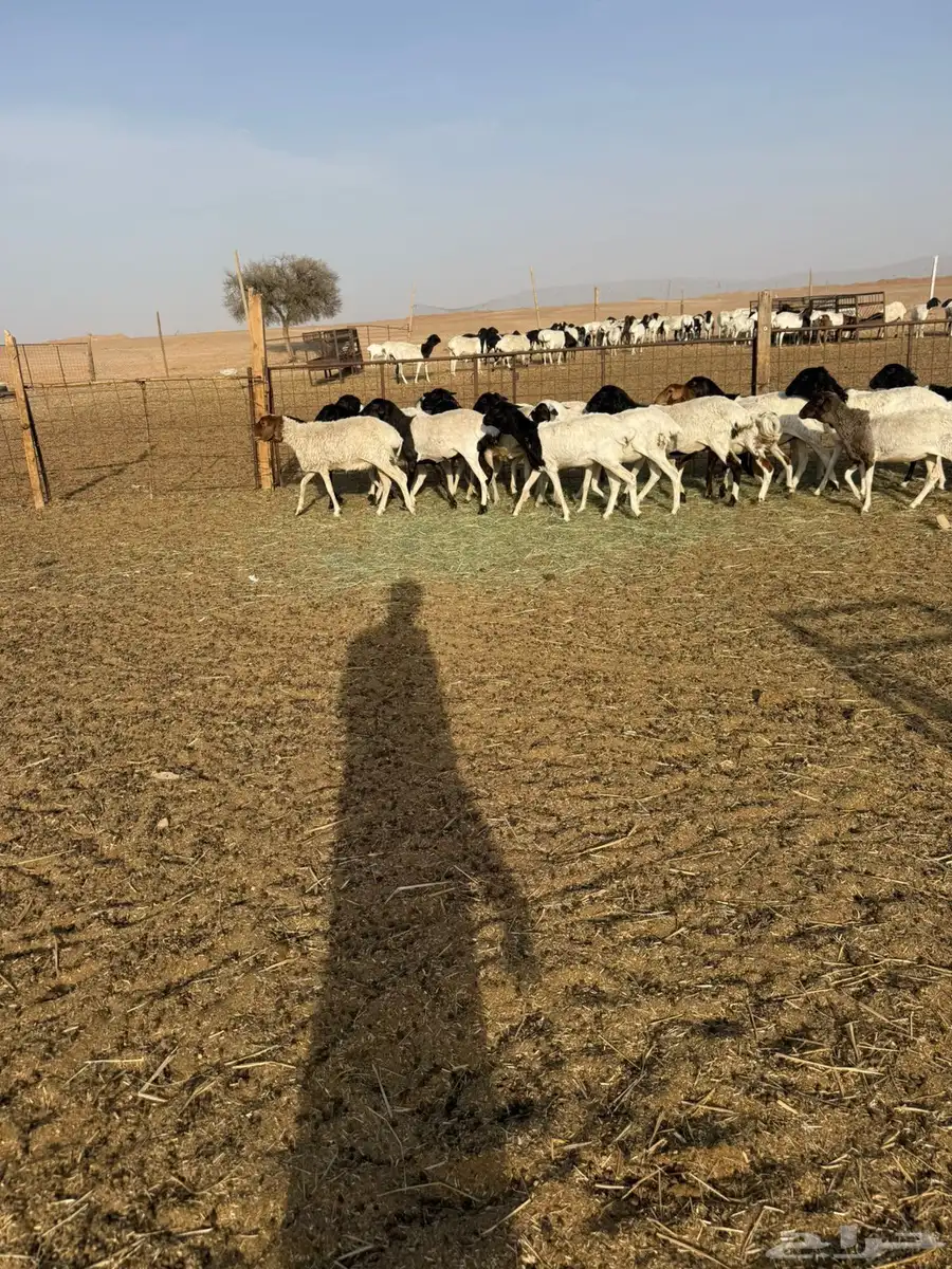 بربريات جذعات ولامانع تفريد 2