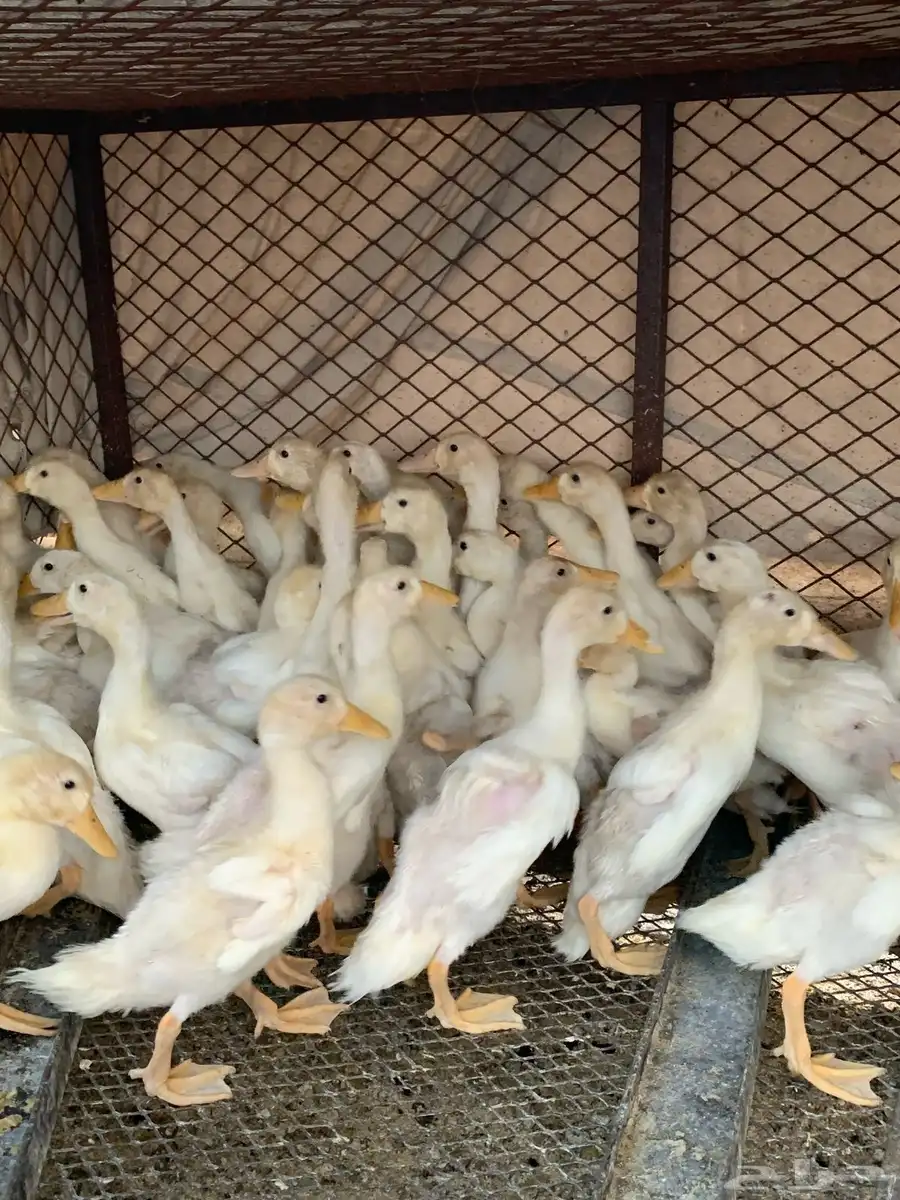 بط ابيض index