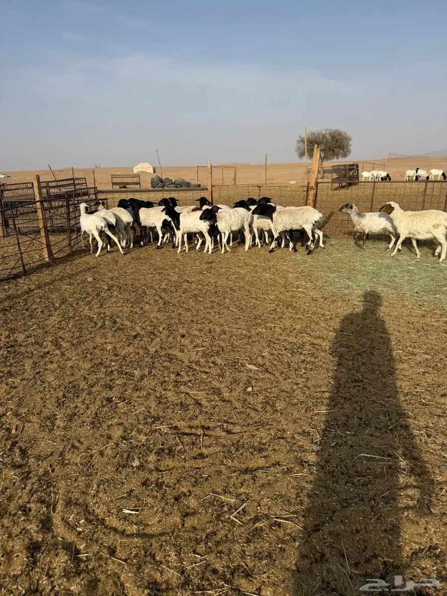 بربريات جذعات ولامانع تفريد 0