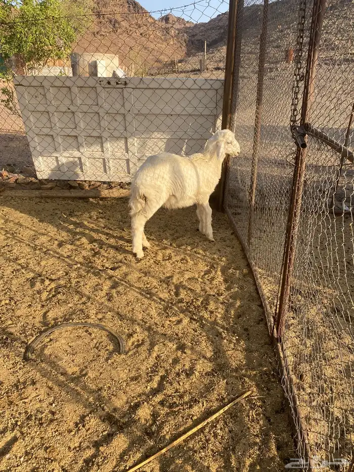 للبيع طلي 1