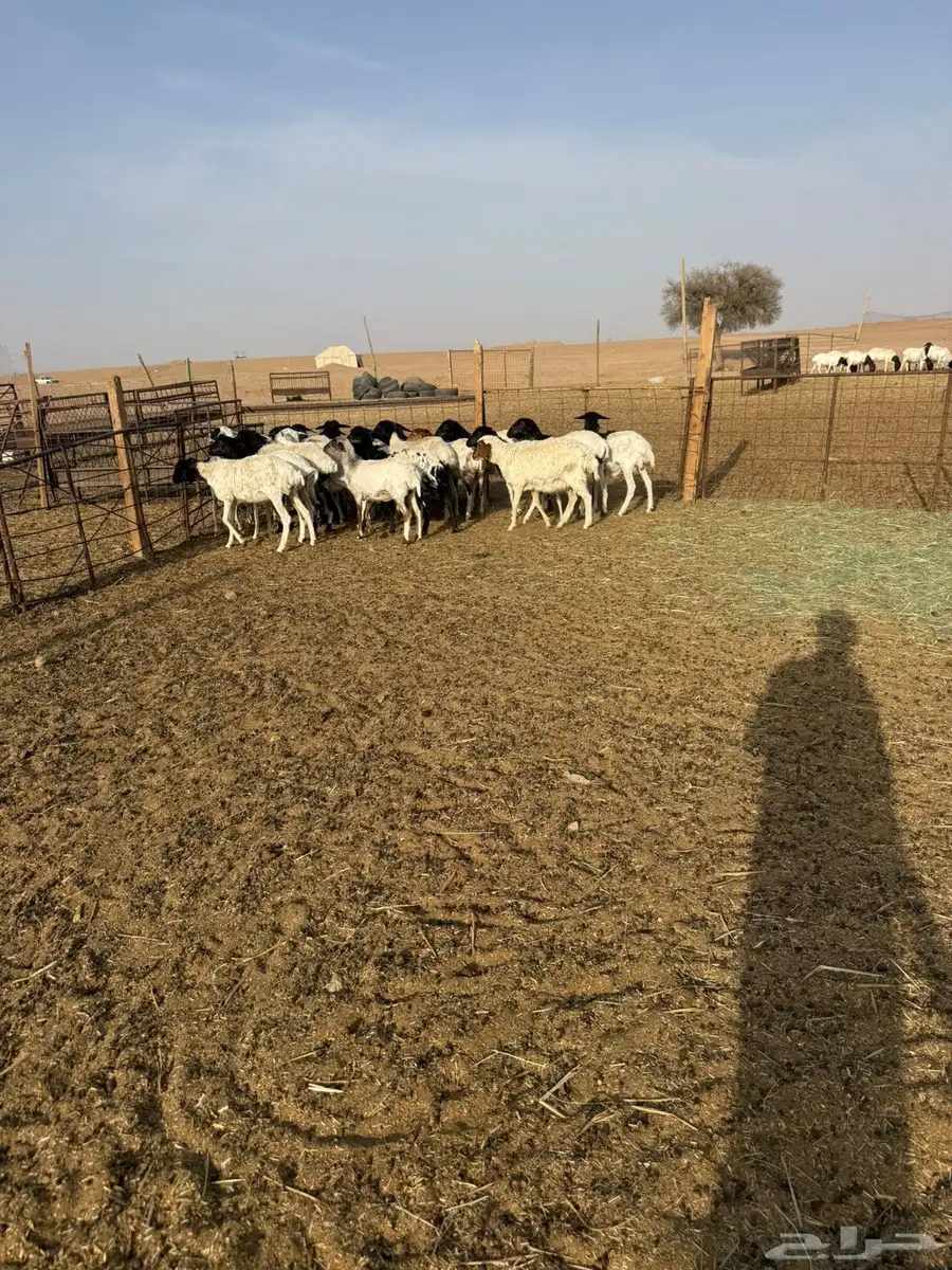 بربريات جذعات ولامانع تفريد 3