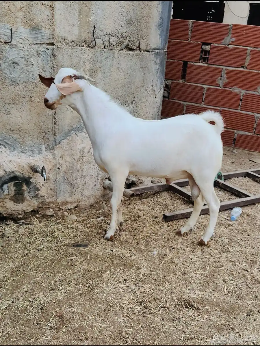 مشروع فحل صنف 0