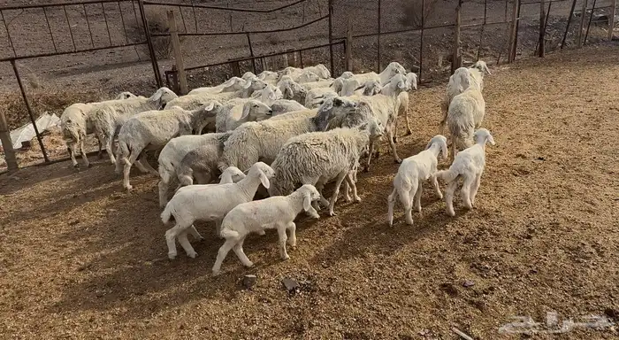 ضان حريات وللد 1