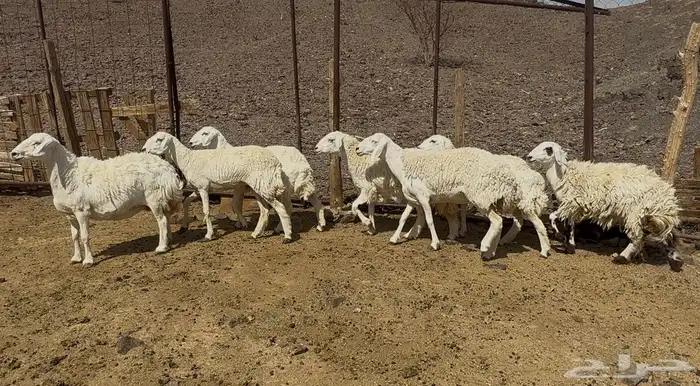( تم البيع )رخال حرش حريات 2