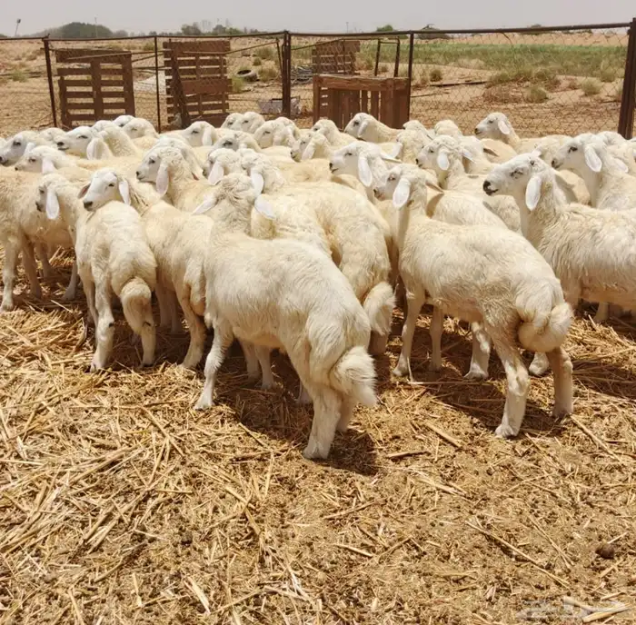 طليان ورخال حرية 0