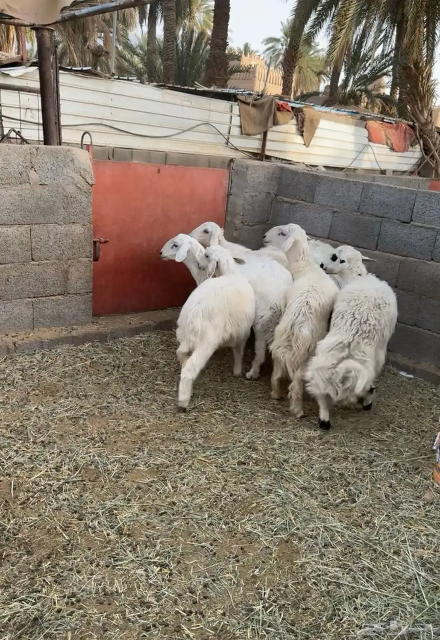 خرفان للبيع الحد 850 ريال 1