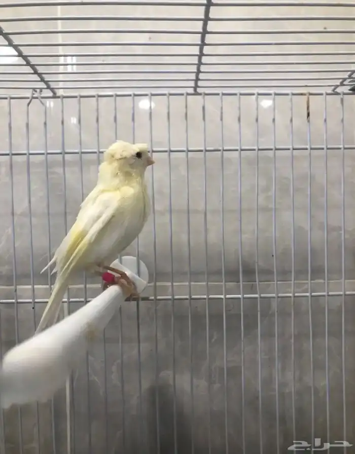 ذكر كناري كرست كرست ابيض (( تم البيع )) 1