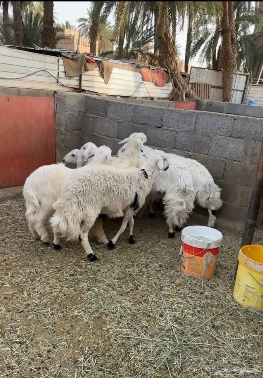 خرفان للبيع الحد 850 ريال 0