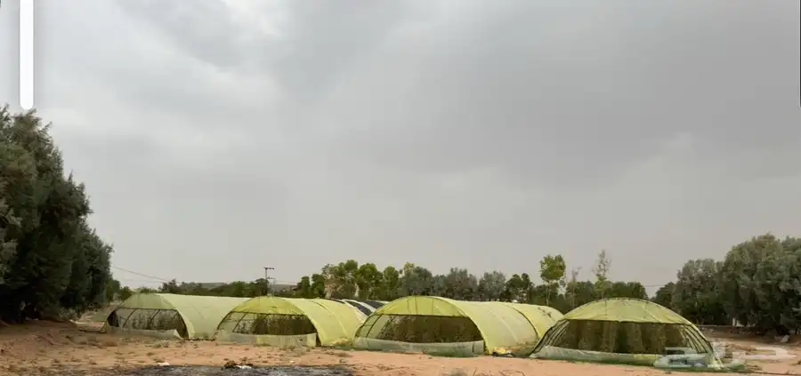 محميات زراعية للبيع العدد 5 الطول 50 والعرض 5 متر 0