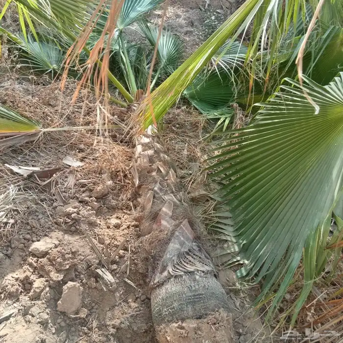 نخل واشنطن زينه 1