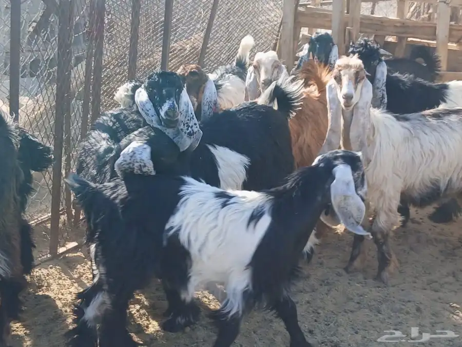 تيوس سمينه ونظيفه من4 شهور الى 7 2
