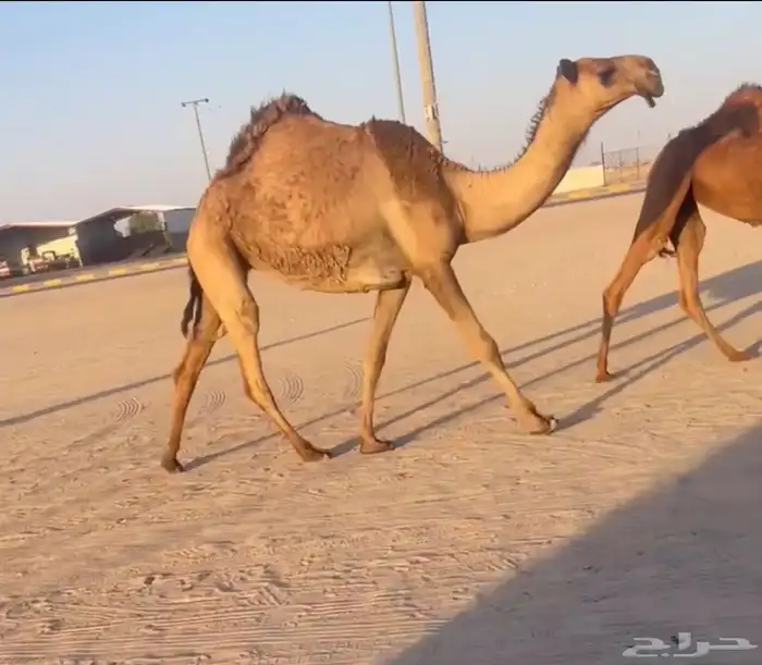 لقيه صفراعبدانيه 2