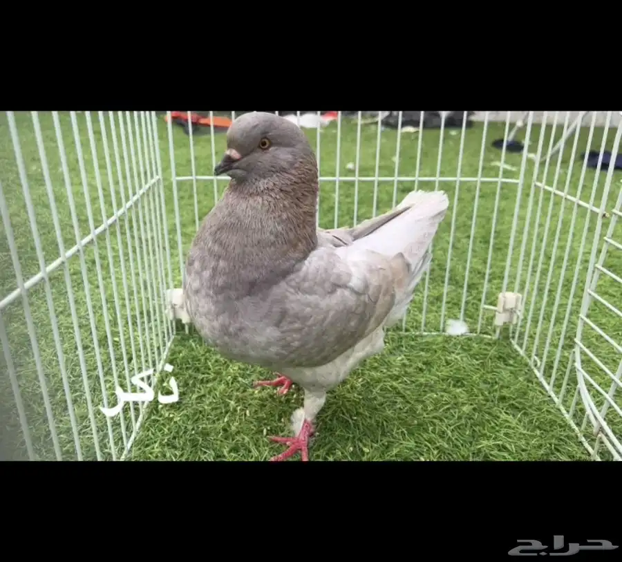 حمام كنق امريكي مستوى عالي index