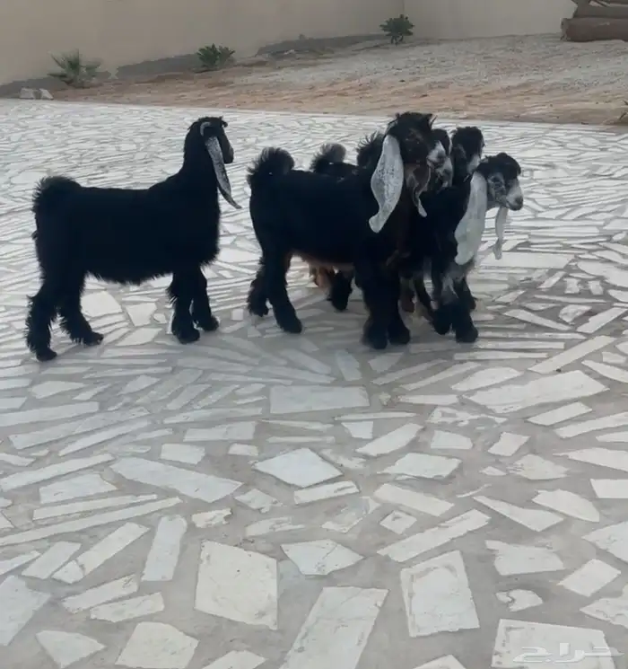 تم البيع 2