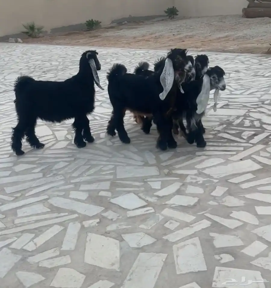 جفرات نوادر 2