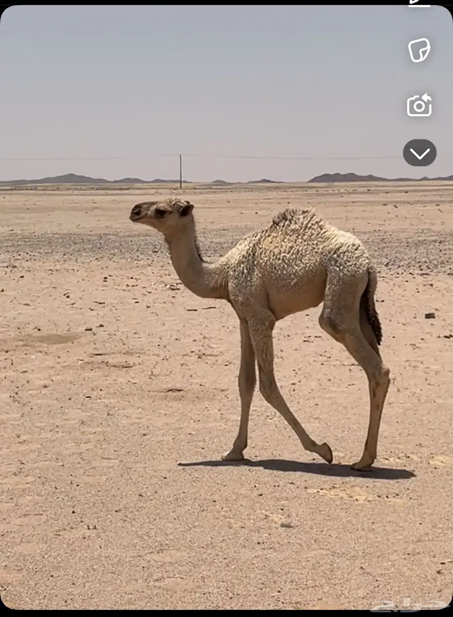 قعود للباني عمره شهرين طيب 0