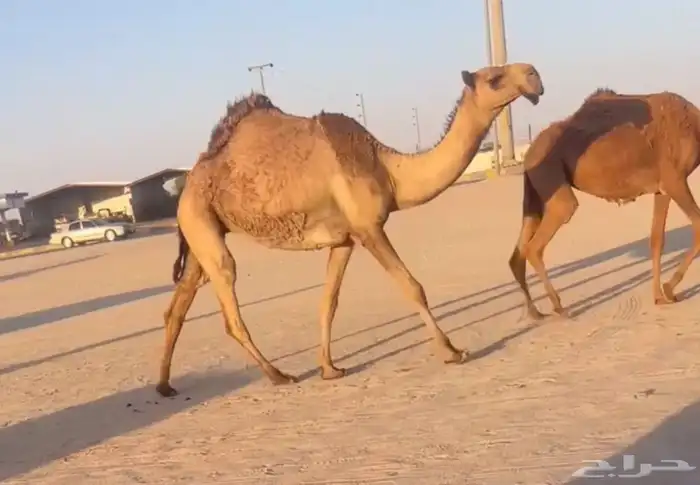 لقيه صفراعبدانيه 0