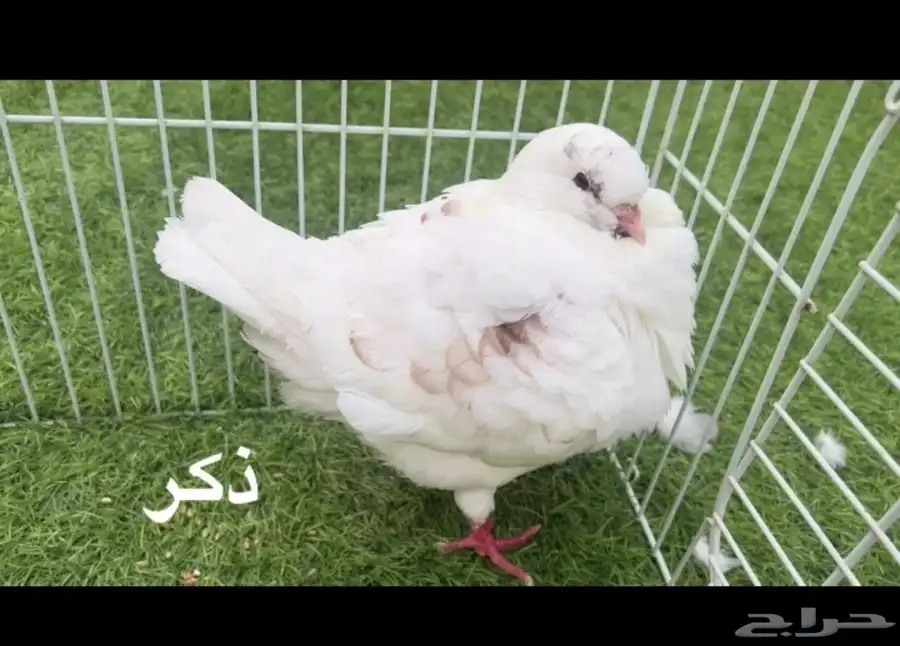 حمام كنق امريكي مستوى عالي 9