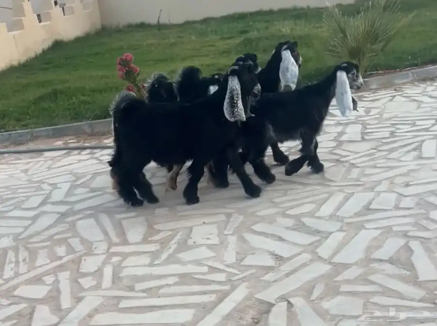 جفرات نوادر 1