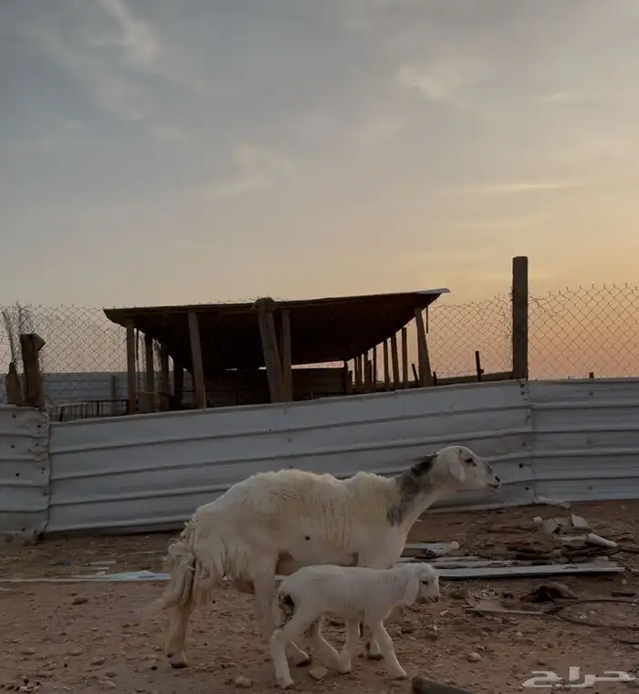 حريه فاخره متبع ( تم البيع ) 1