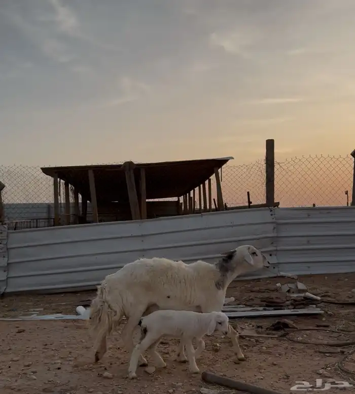 حريه فاخره متبع ( تم البيع ) 0