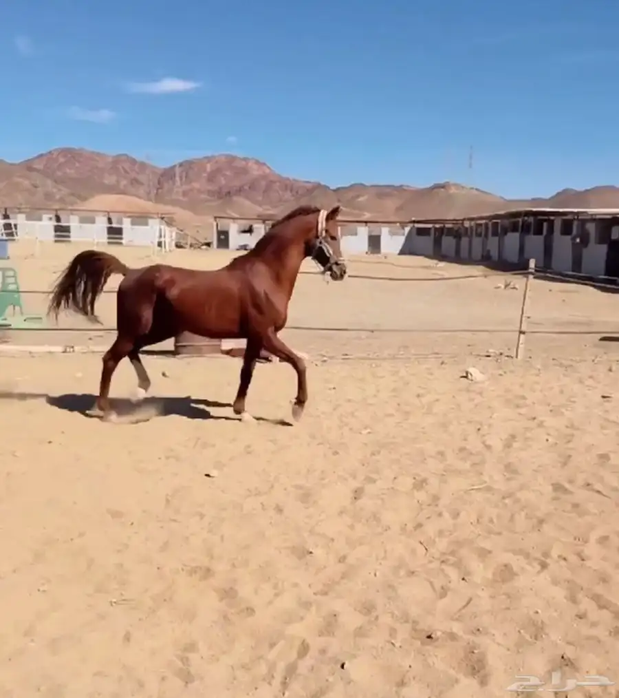 خيل ورق للبيع شيخ ونقبل عروض ب بعير طابع وزين 0
