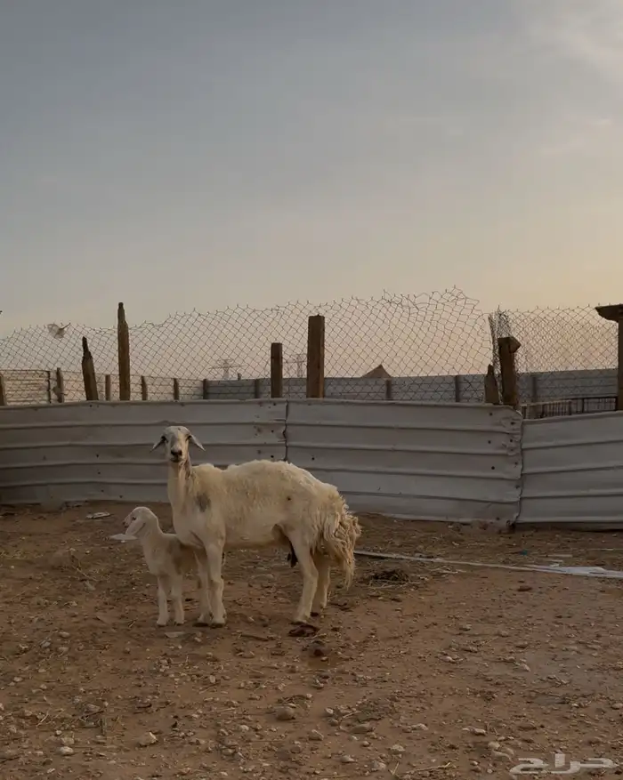 حريه فاخره متبع ( تم البيع ) 2