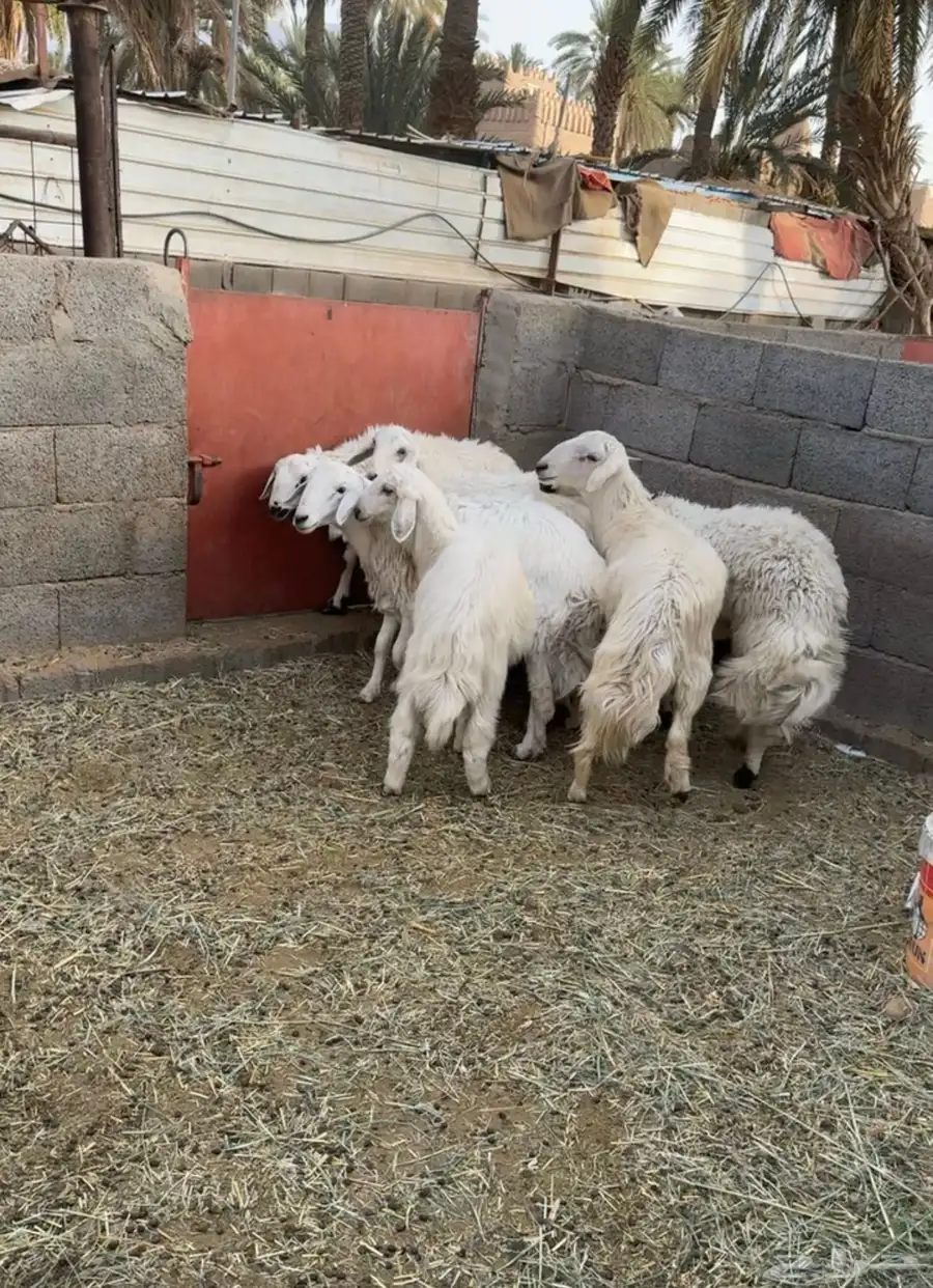 خرفان للبيع الحد 850 ريال 2