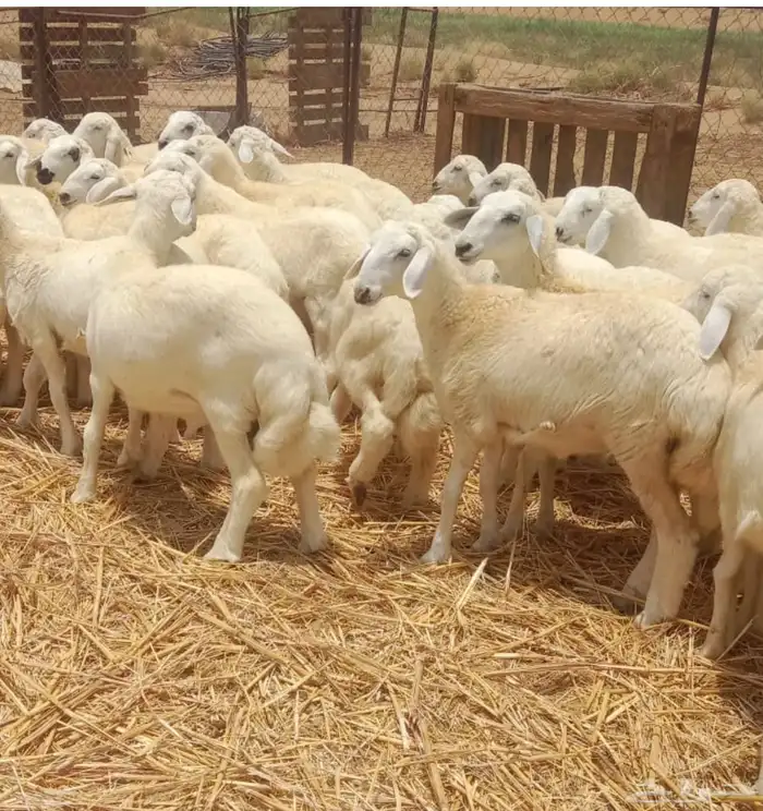 طليان ورخال حرية 1
