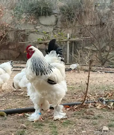 فروخ براهما كولبي 5