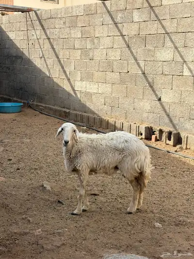 يوجد رخل الموقع في احد رفيده 0