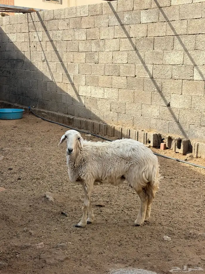 يوجد رخل الموقع في احد رفيده 0