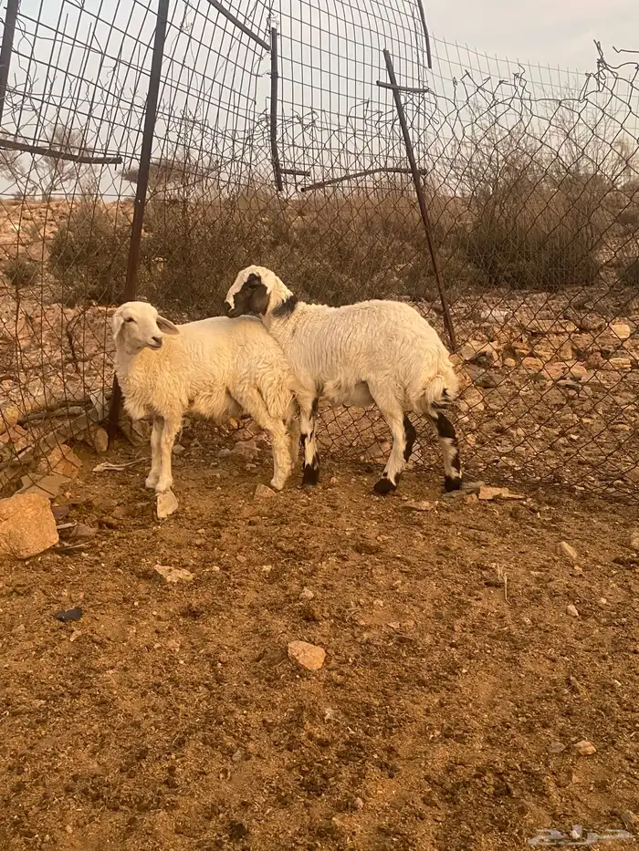 تم البيع الله يبارك لرعيها 0