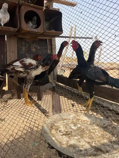 شامو الماني 1