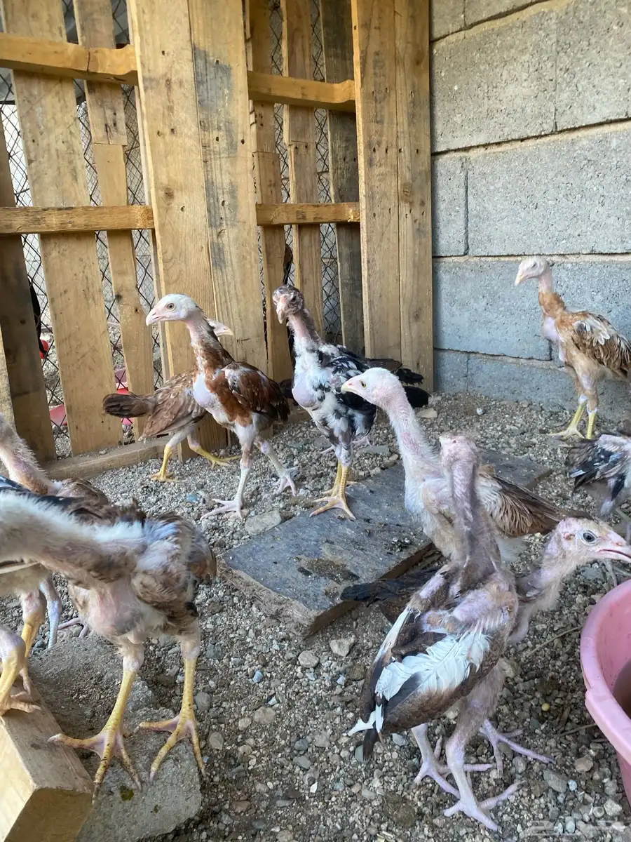 فروخ سندي 6