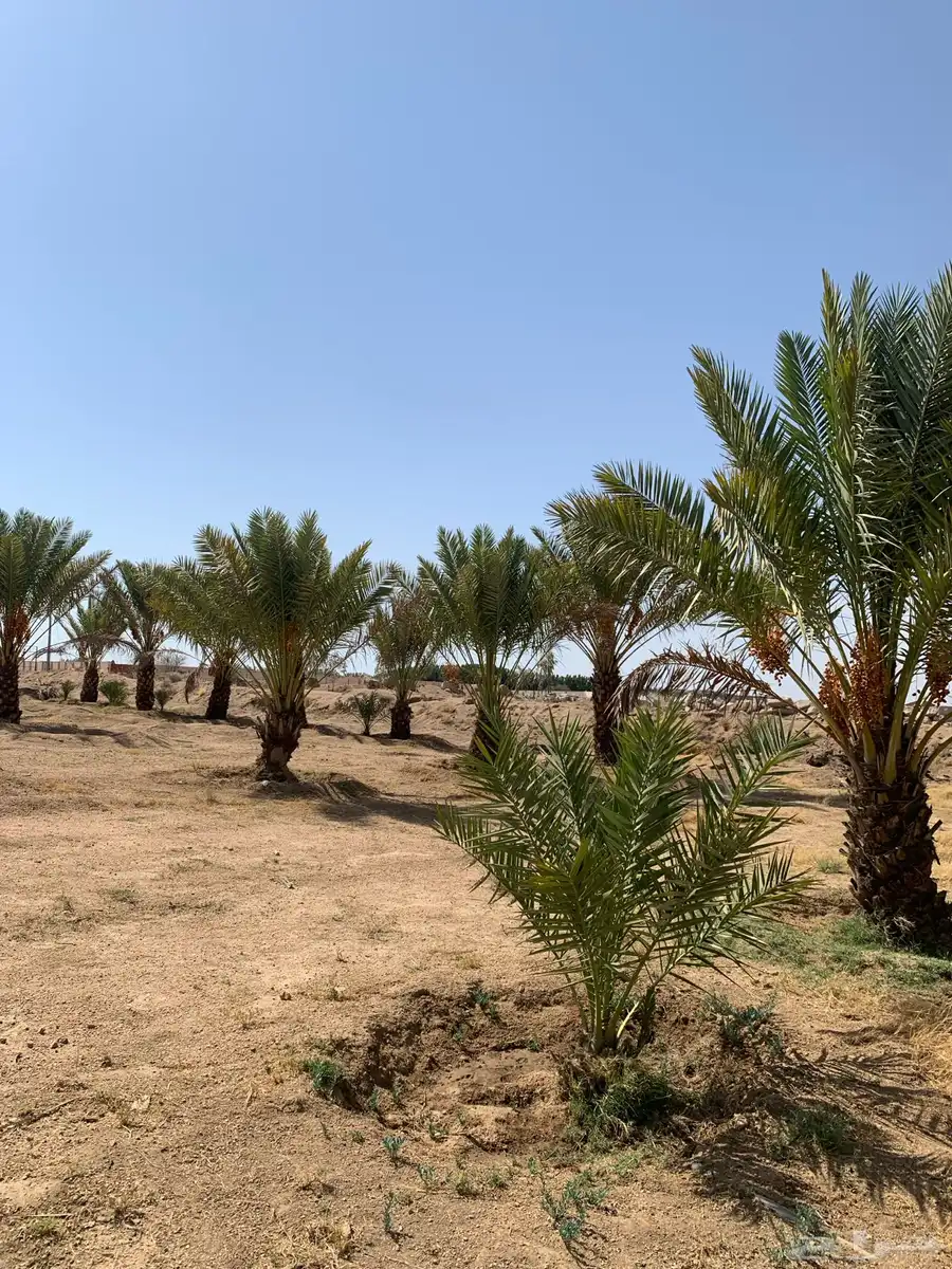 نخل مثمر للبيع السيل الصغير index