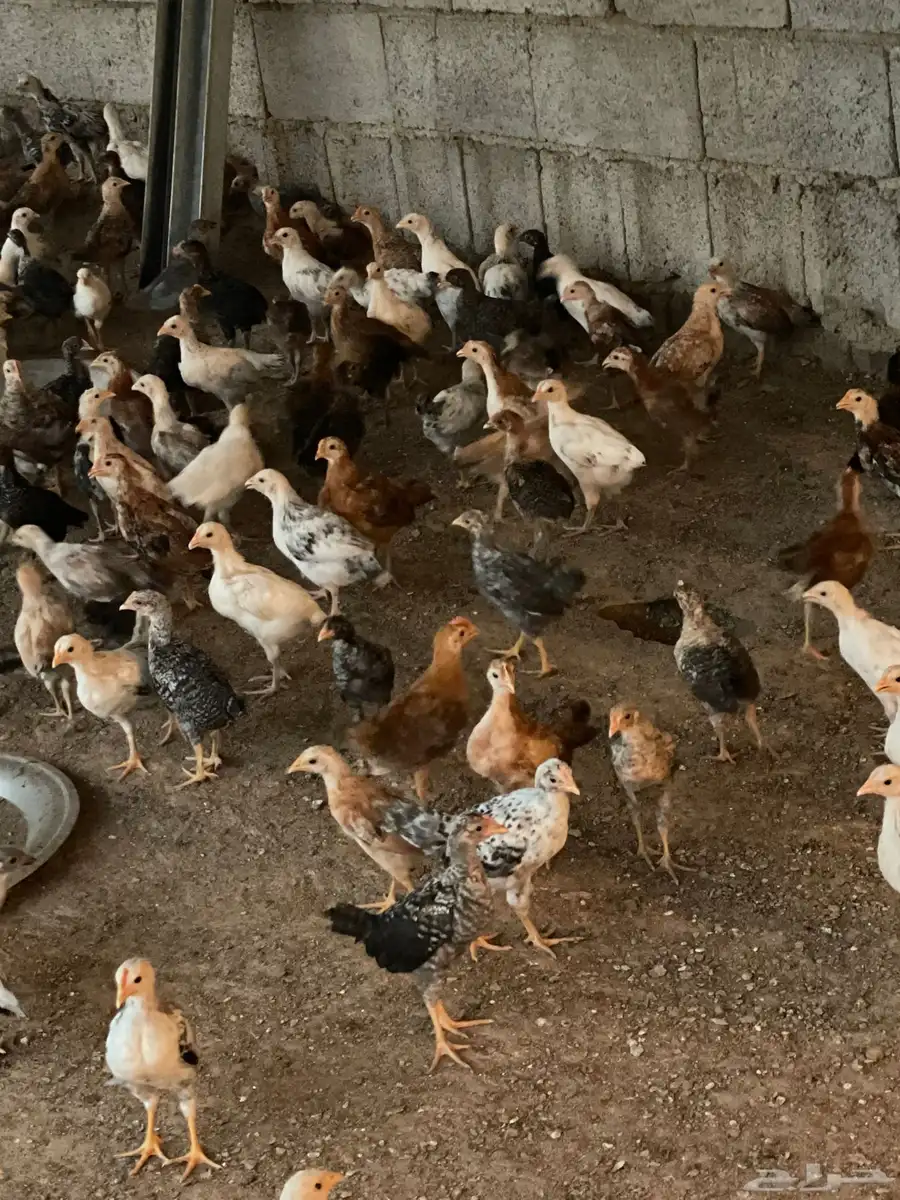 صوص بليد العمر شهر واسبوع 1