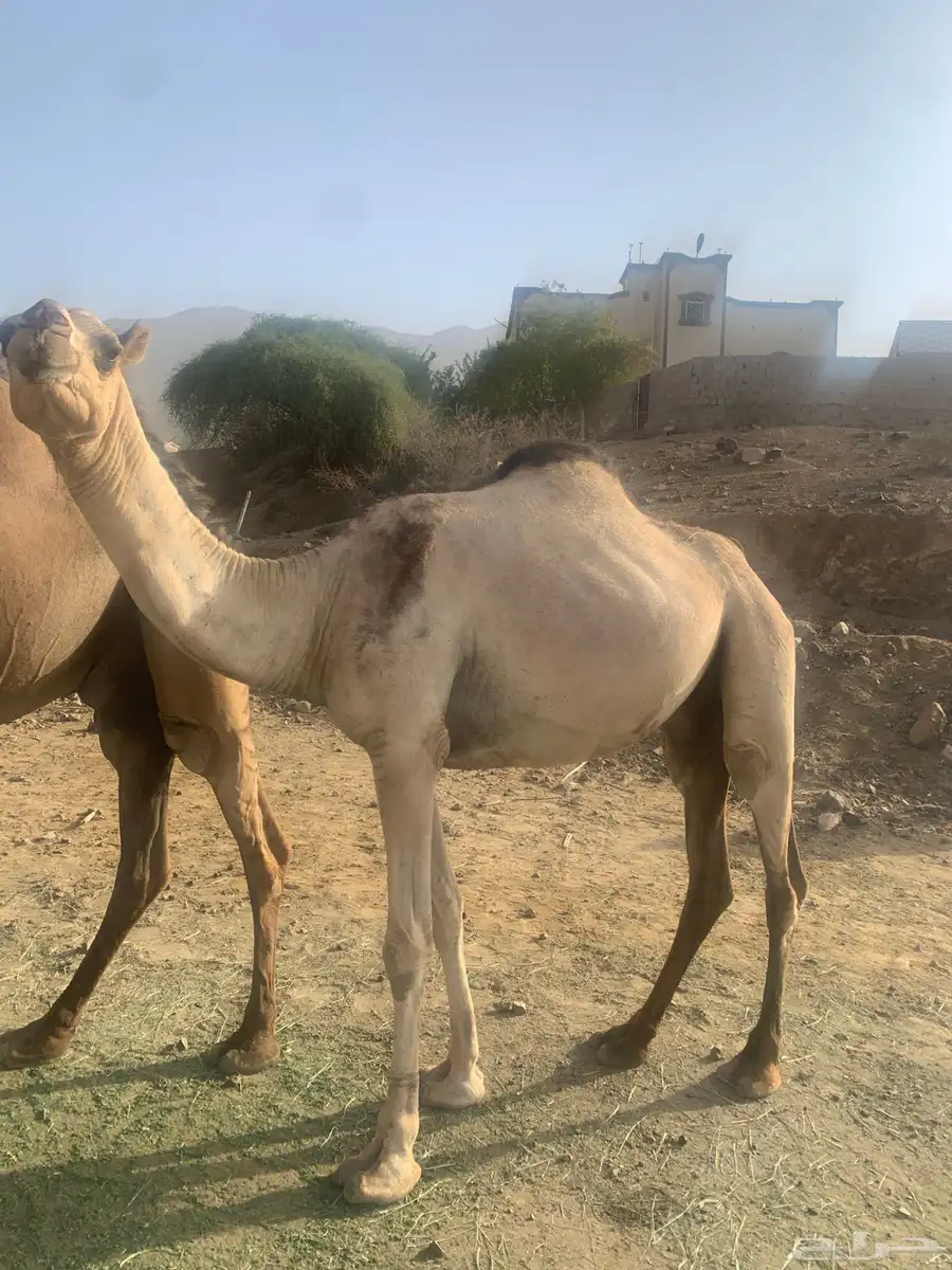 منقيه مسيوم فيها ب 9500 ثني 2