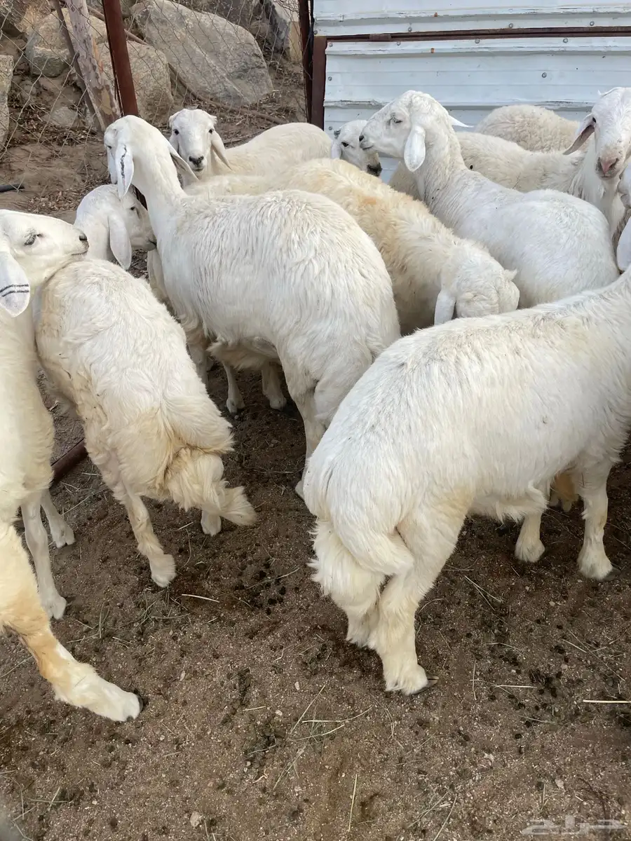 للبيع 16 خروف جبرات وكفو 0
