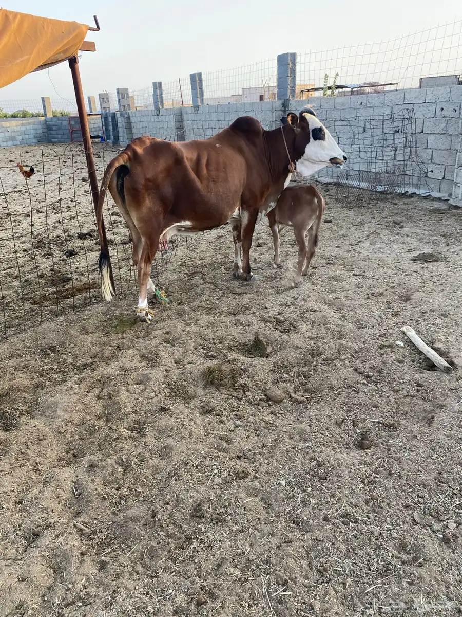 بقره للبيع 3