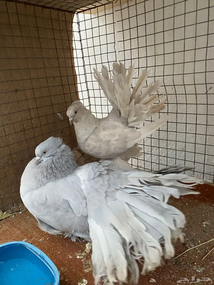 حمام رقاص امريكي لافندر 0