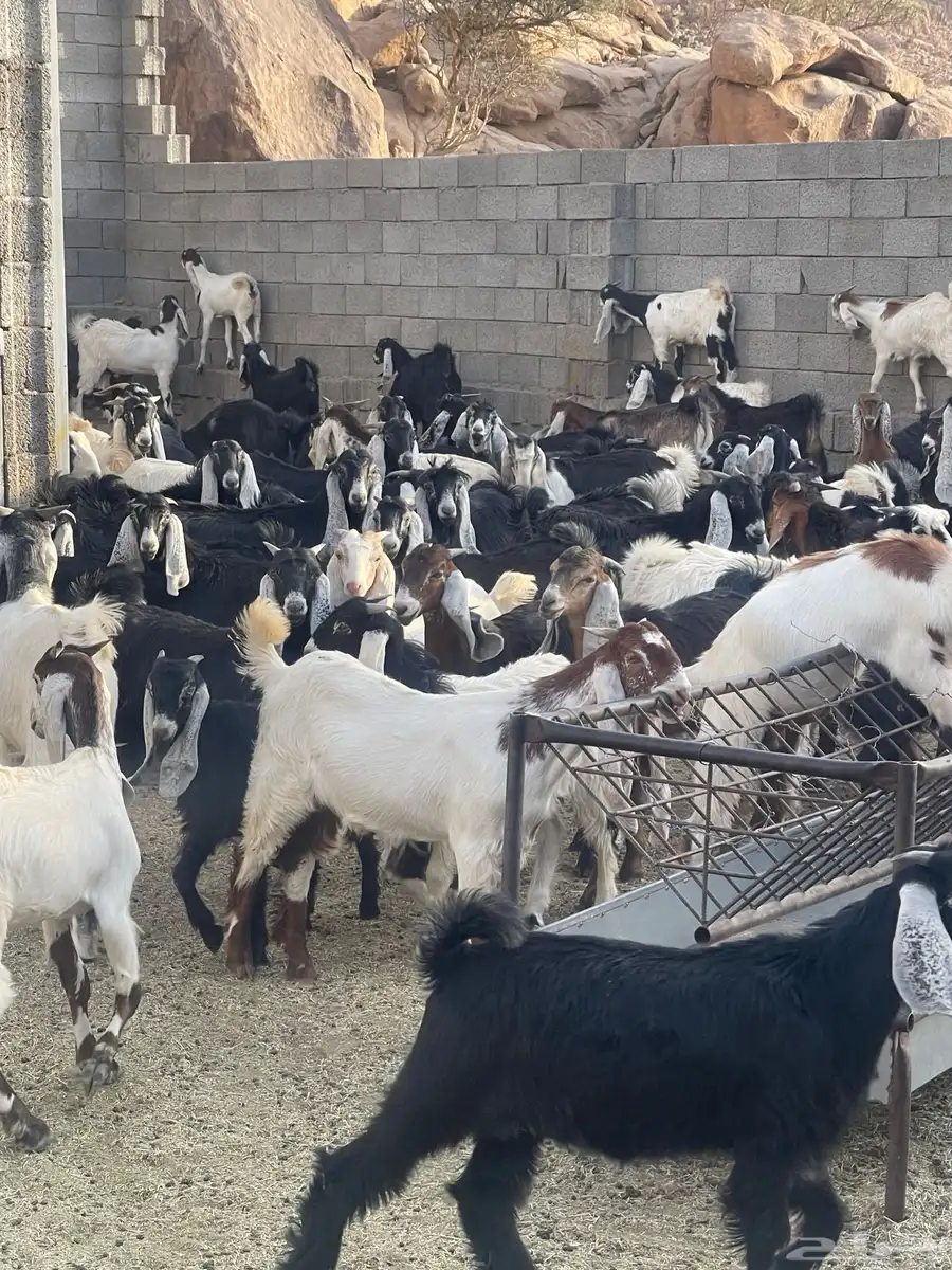تيوس للبيع طريق الجنوب قيا بالحارث 3