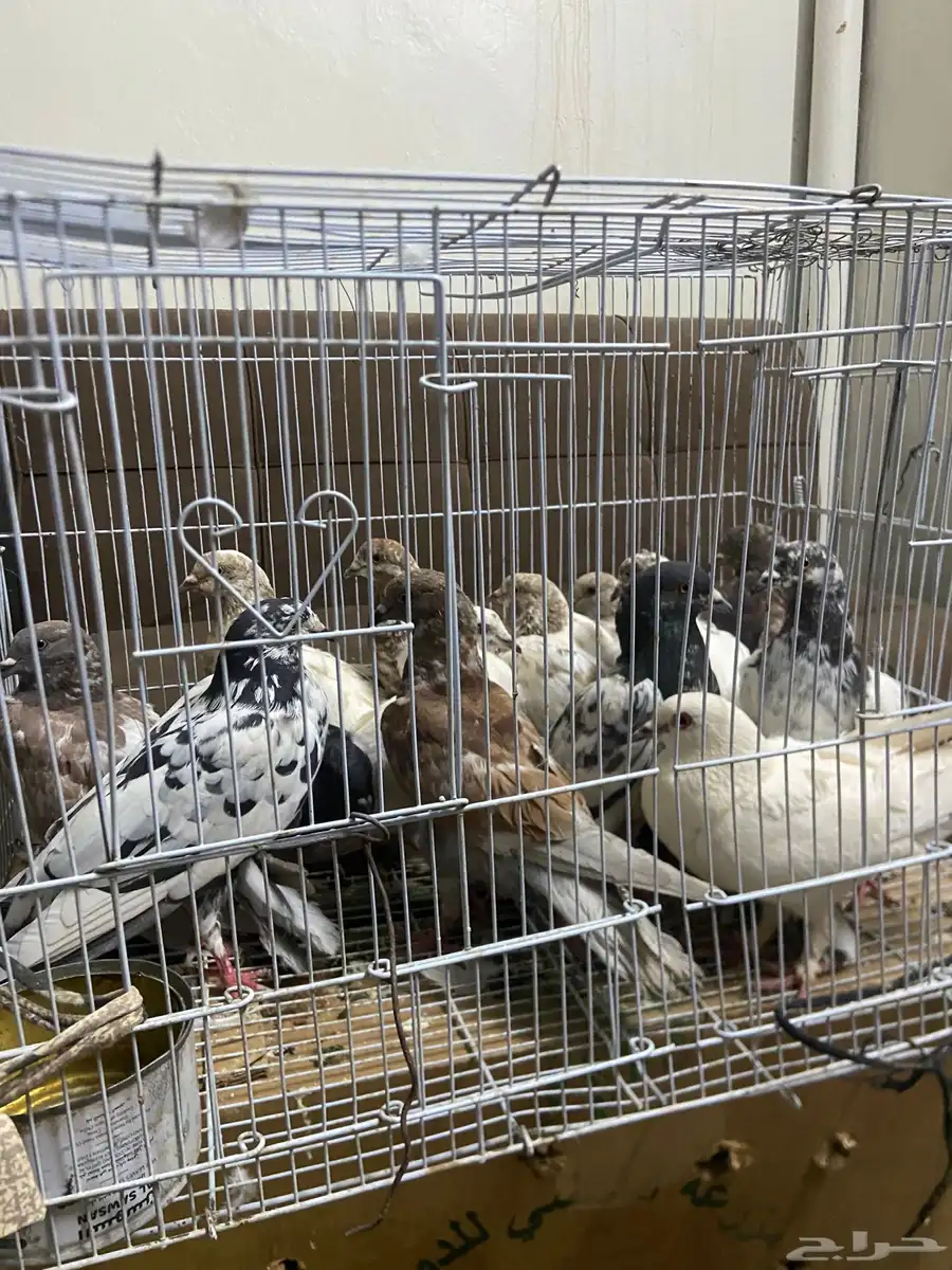 حمام للبيع  دجاج للبيع نظيف شرط وبيض 1