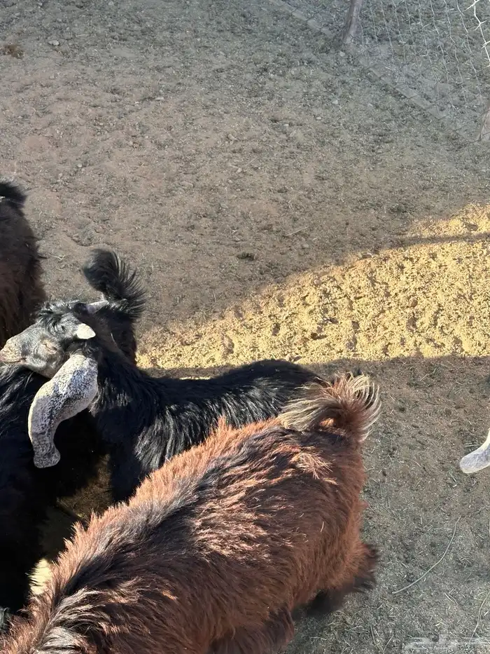 تيوس للبيع العمر 5شهور 0