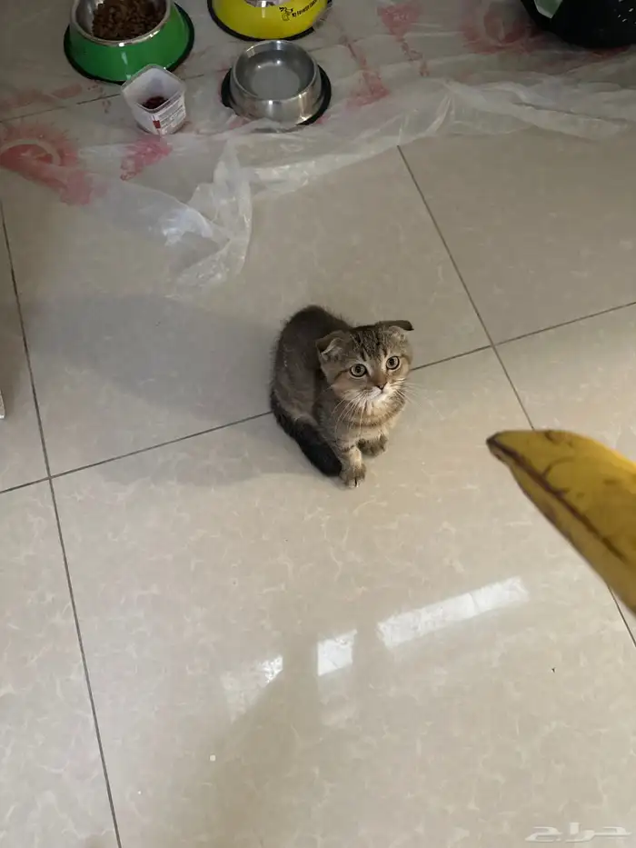 بسه عمرها 4شهور للبيع 1