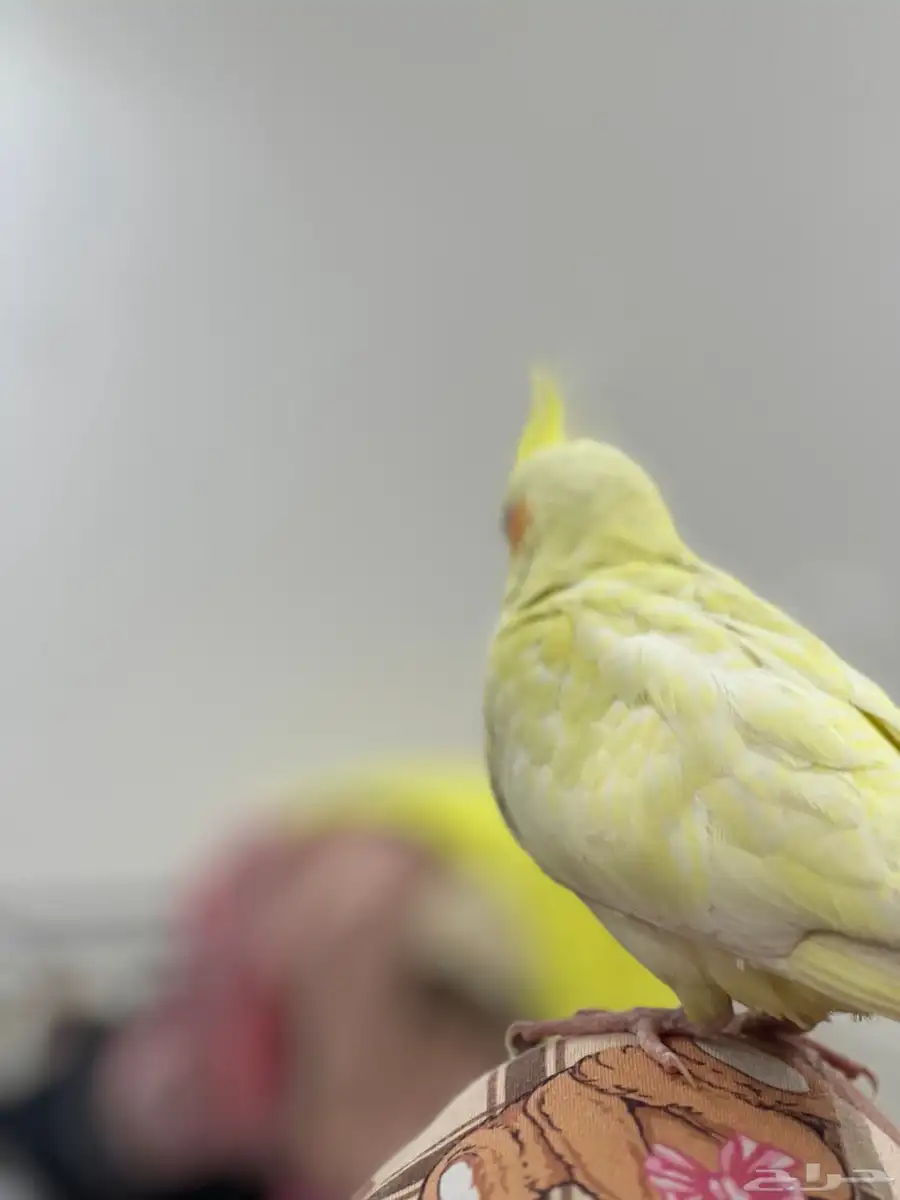 ببغاء للبيع .. 6