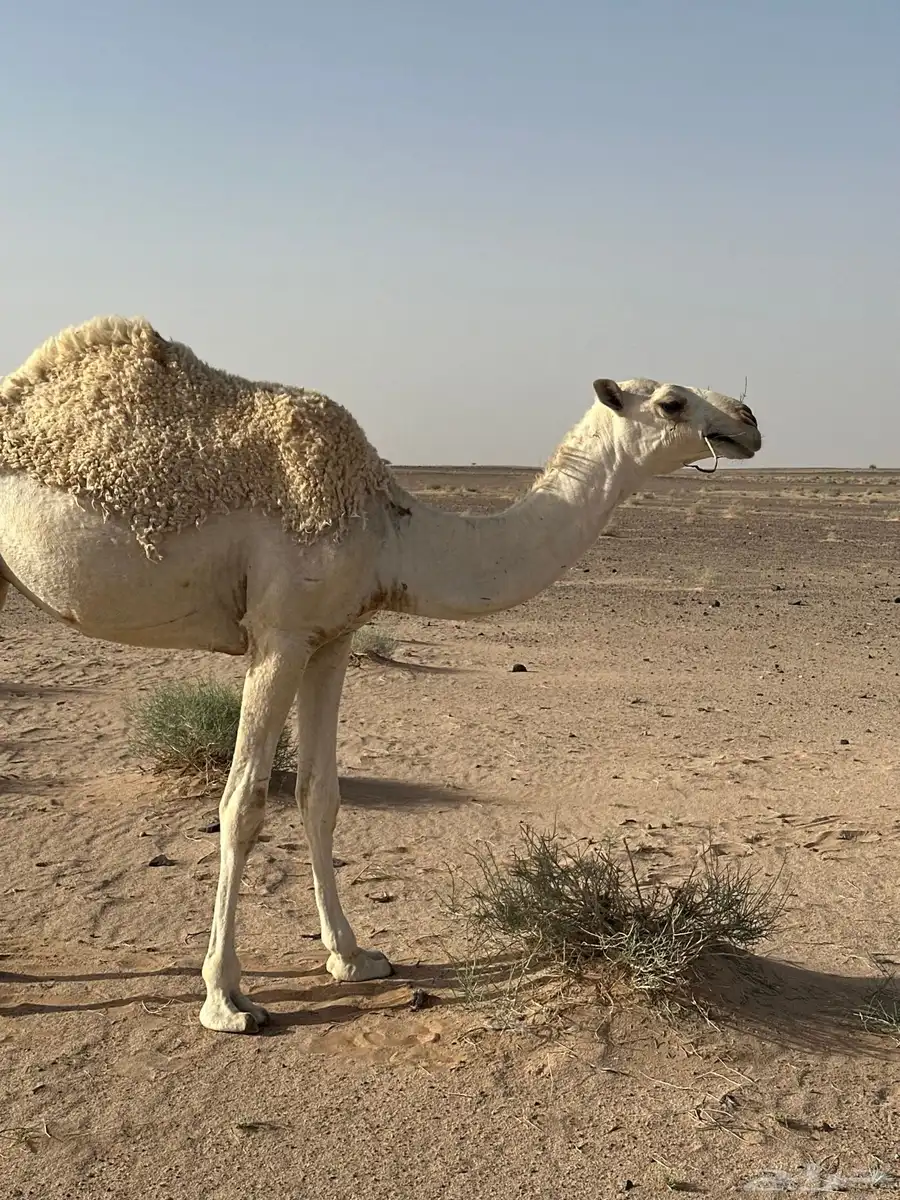 بكره عونيه مفروده حقه 2